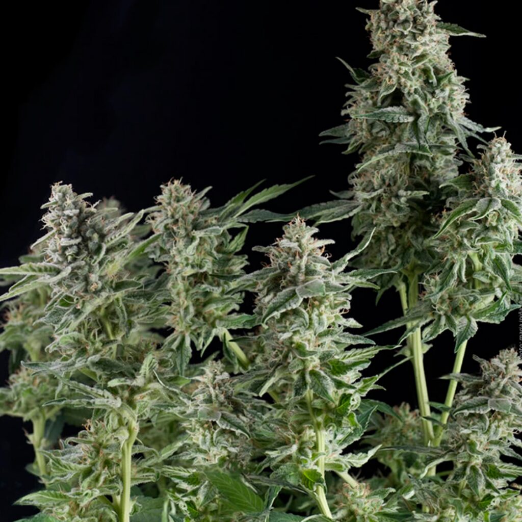 Northern Lights — Pyramid Seeds