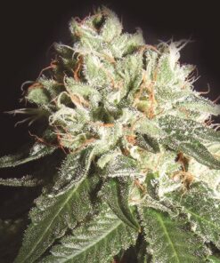 OG Cheese Auto XL — The Kush Brothers Seeds