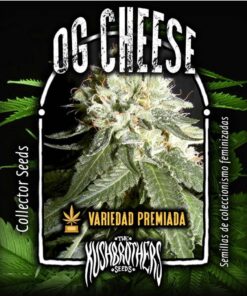 OG Cheese Fem — The Kush Brothers Seeds