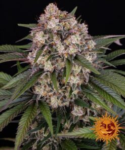 OG Kush Auto — Barney's Farm