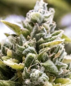 OG Kush Auto — Humboldt Seeds Organization