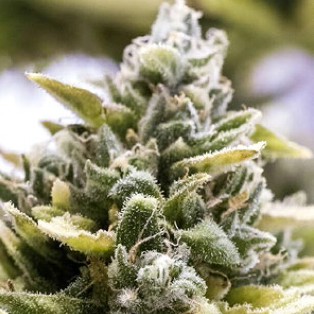 OG Kush Auto — Humboldt Seeds Organization