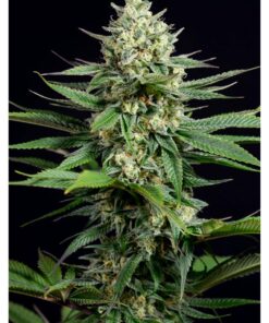 OG Kush CBD Fem — Dinafem