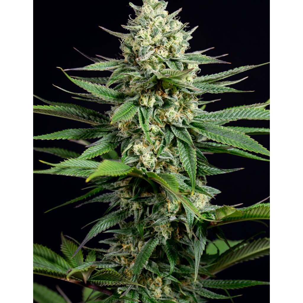 OG Kush CBD Fem — Dinafem