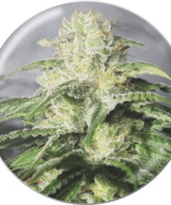 OG Kush CBD — Medical Seeds