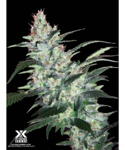 OG Kush Express Auto — Xtreme Seeds