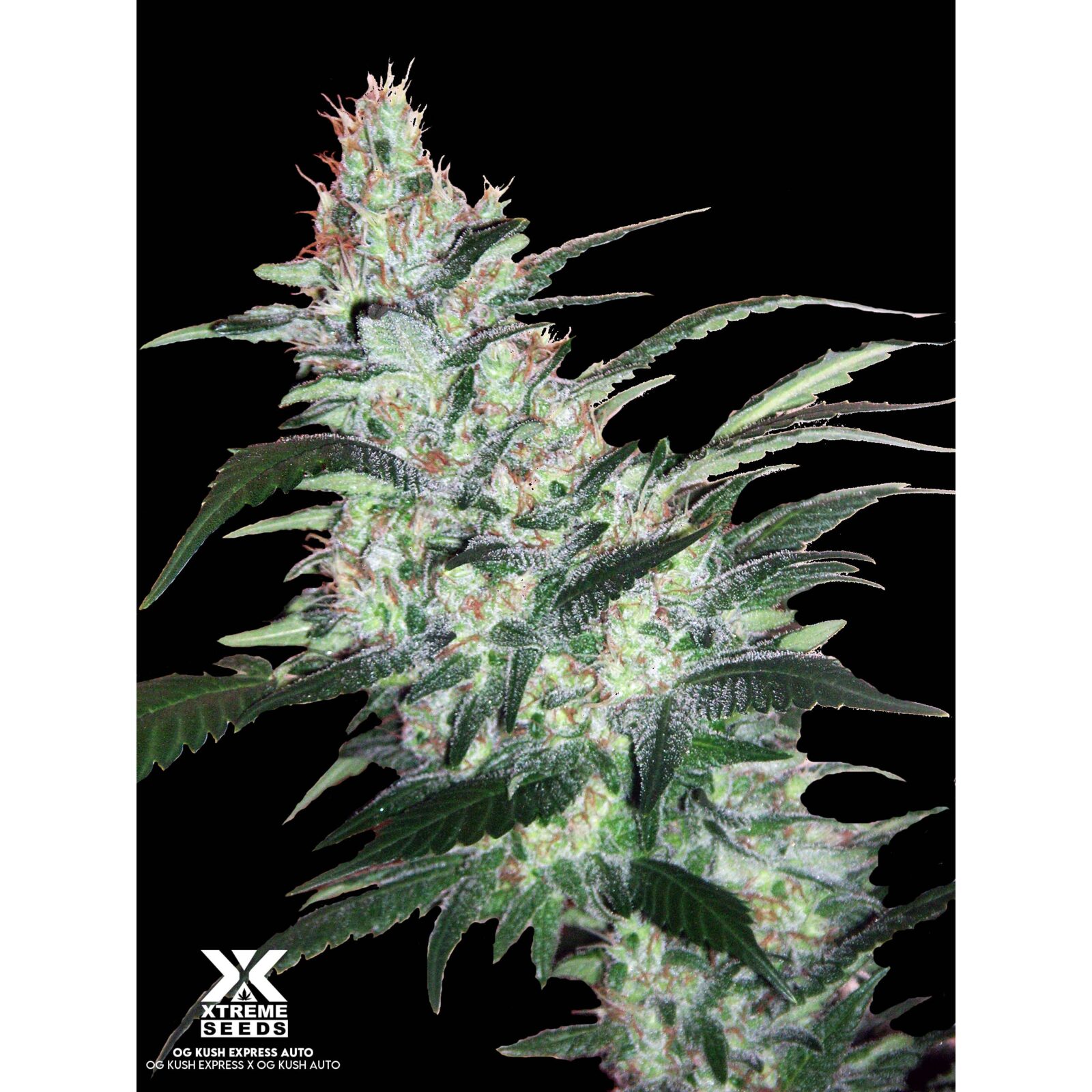 OG Kush Express Auto — Xtreme Seeds OG Kush Express Auto — Xtreme Seeds