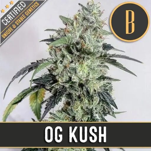 OG Kush Fem — Blimburn Seeds