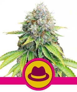 Og Kush Fem — Royal Queen