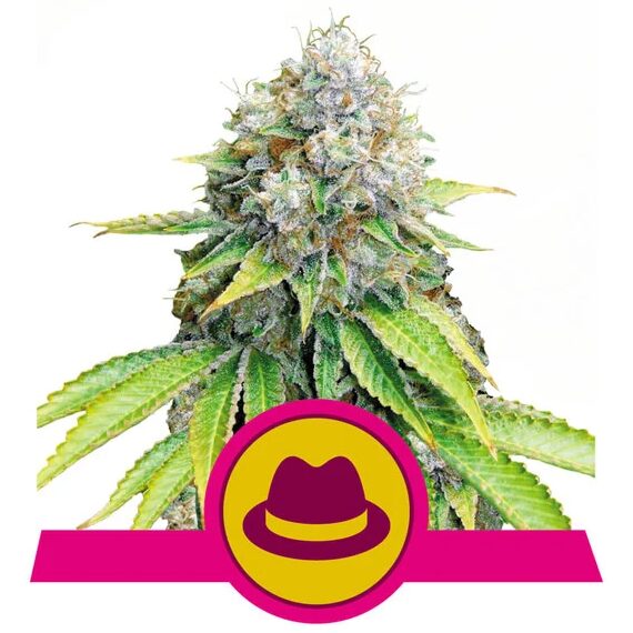 Og Kush Fem — Royal Queen
