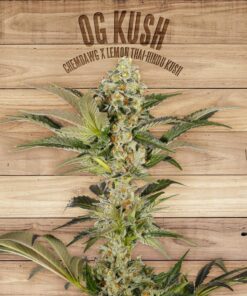 OG Kush — The Plant