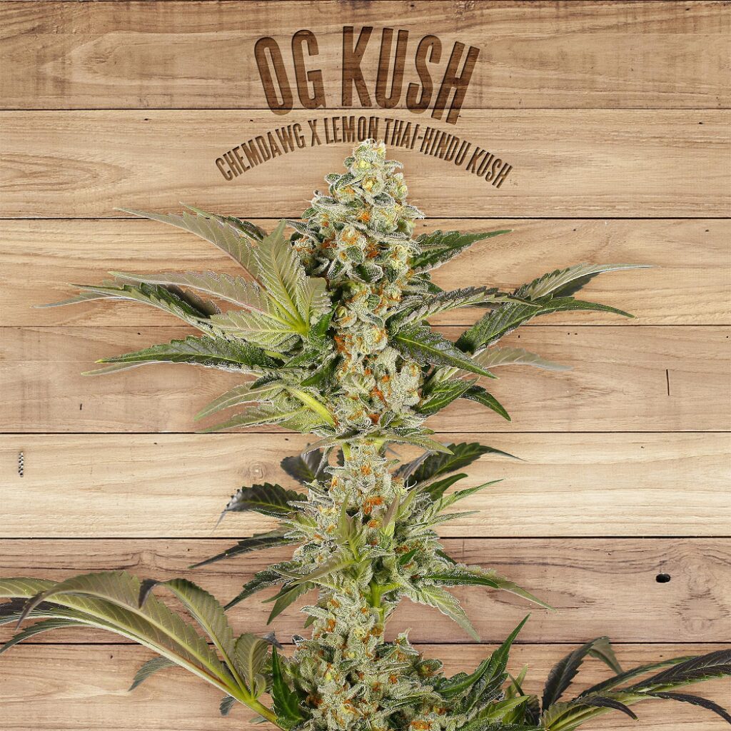 OG Kush — The Plant