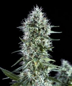 OG Lemon Bilbo Fem. — Genehtik