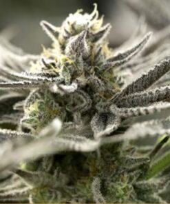 OGKZ Auto — Humboldt Seeds Organization