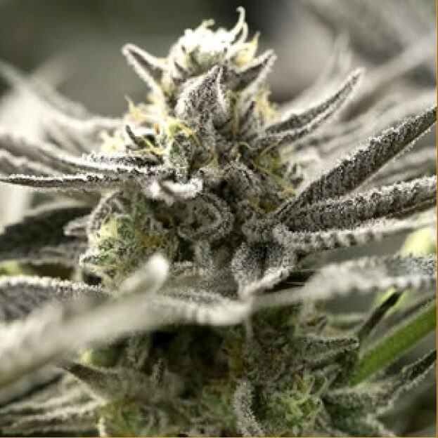 OGKZ Auto — Humboldt Seeds Organization