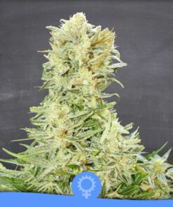 Old Skunk 97 Auto — La Semilla Automática
