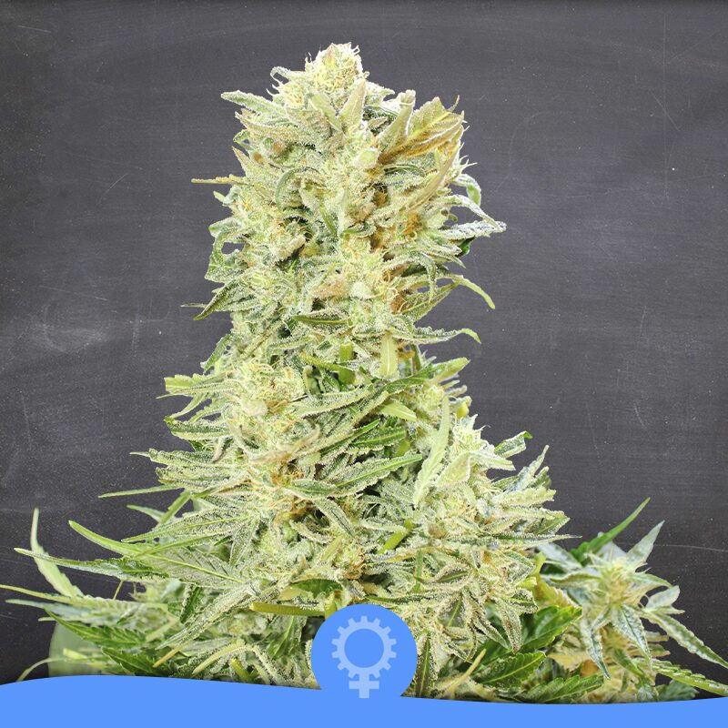 Old Skunk 97 Auto — La Semilla Automática