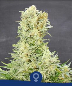 Old Skunk 97 Fem — La Semilla Automática