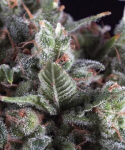 Olympia — Pyramid Seeds