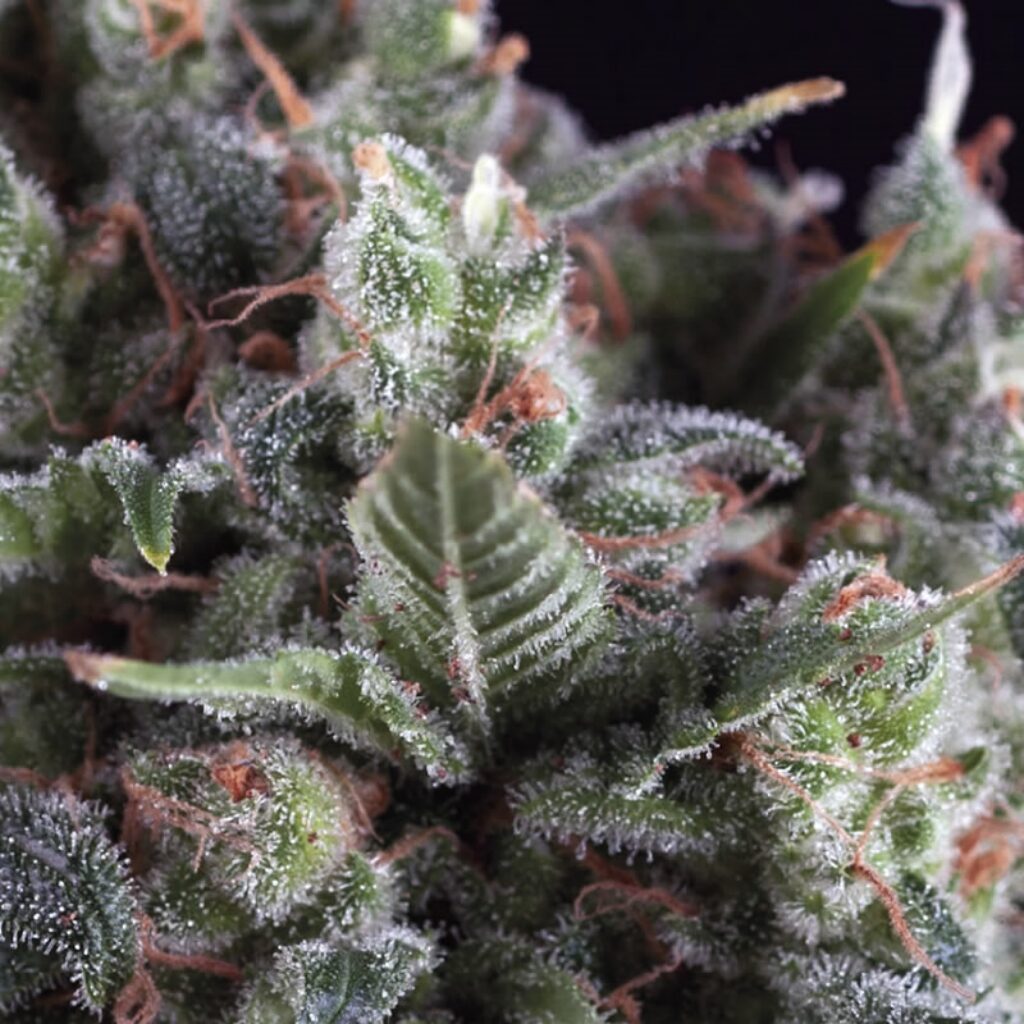 Olympia — Pyramid Seeds