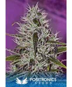 One Love Haze Fem — Positronics