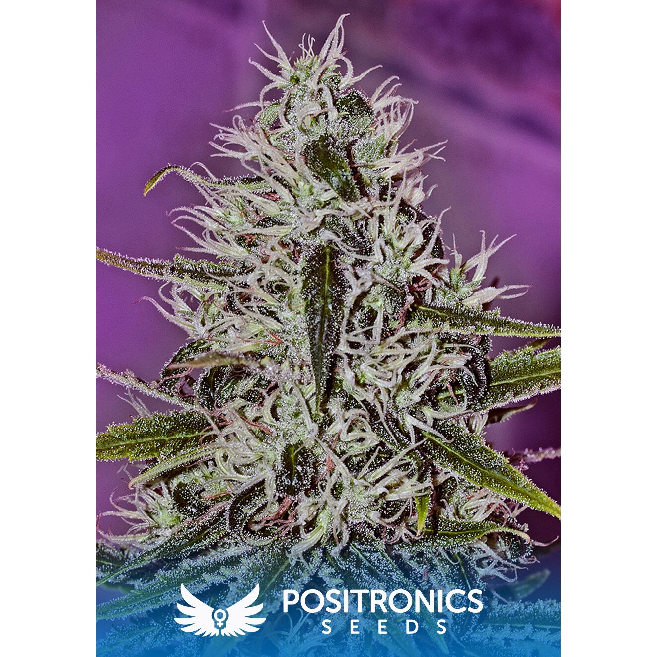 One Love Haze Fem — Positronics