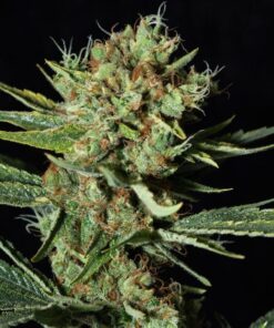 Only CBD Fem — Eva Seeds
