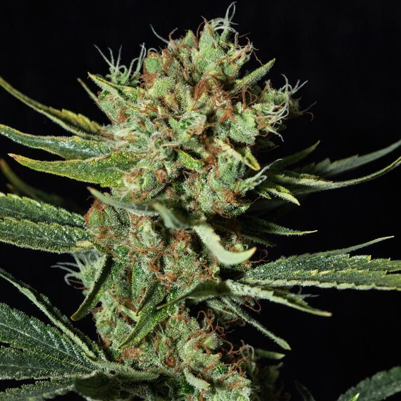Only CBD Fem — Eva Seeds