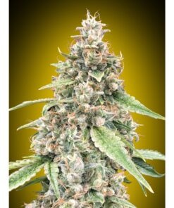 OO Seeds Auto Lemon OG — 00 Seeds