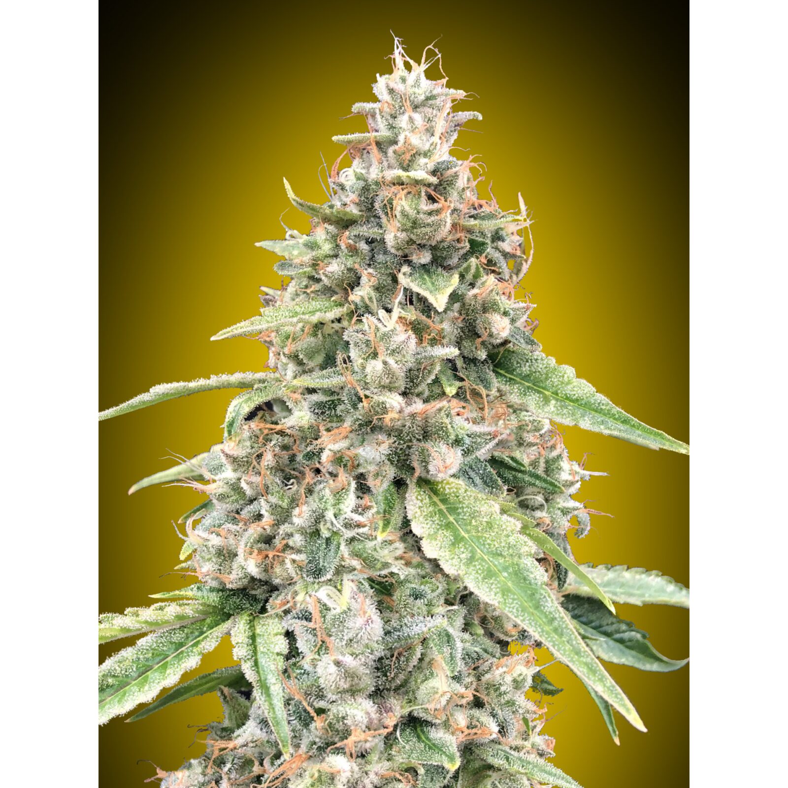 OO Seeds Auto Lemon OG — 00 Seeds