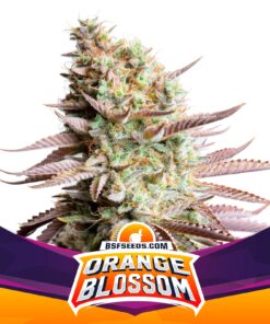 Orange Blossom — BSF Seeds