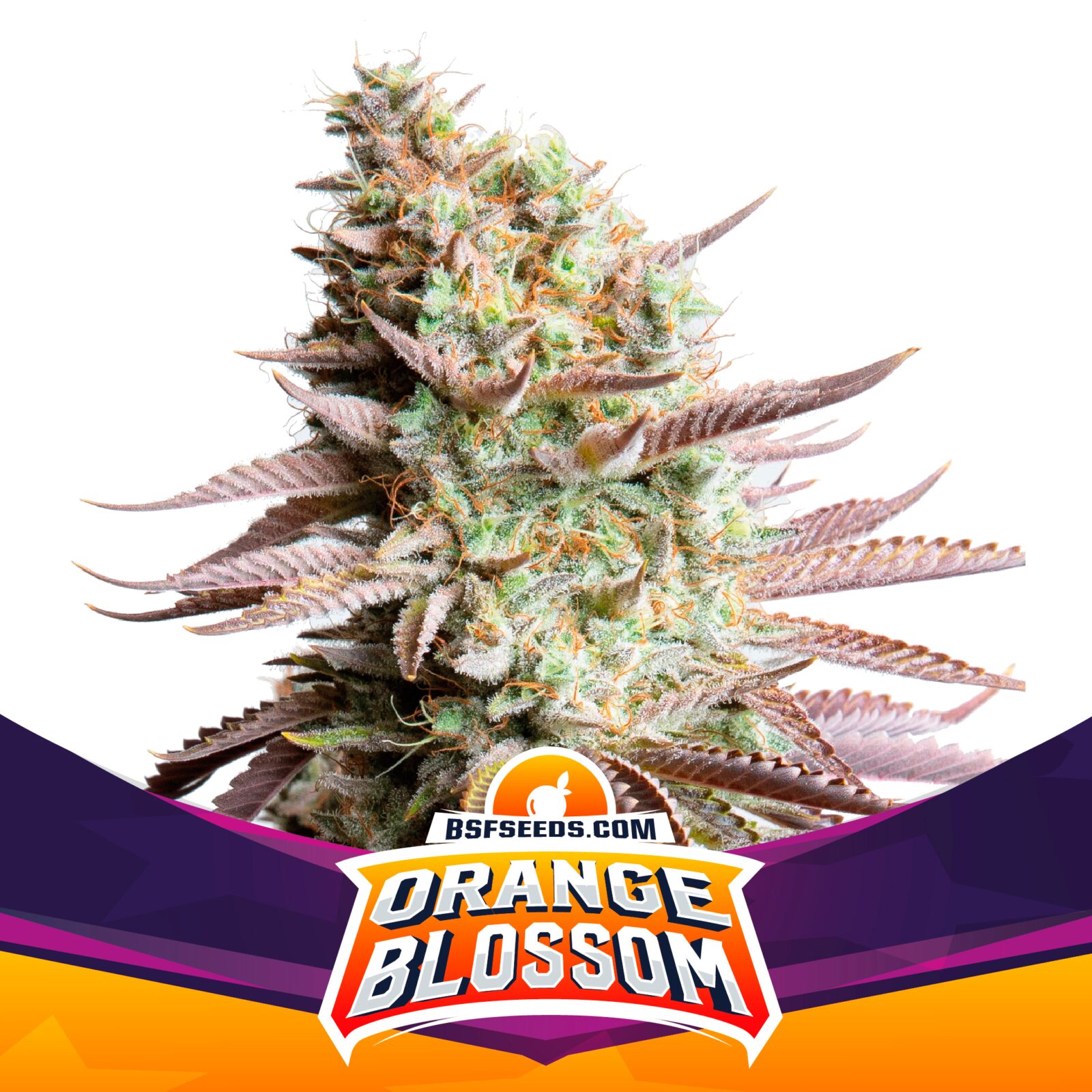 Orange Blossom — BSF Seeds