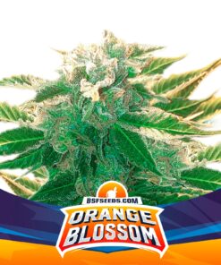 Orange Blossom XXL Auto — BSF Seeds