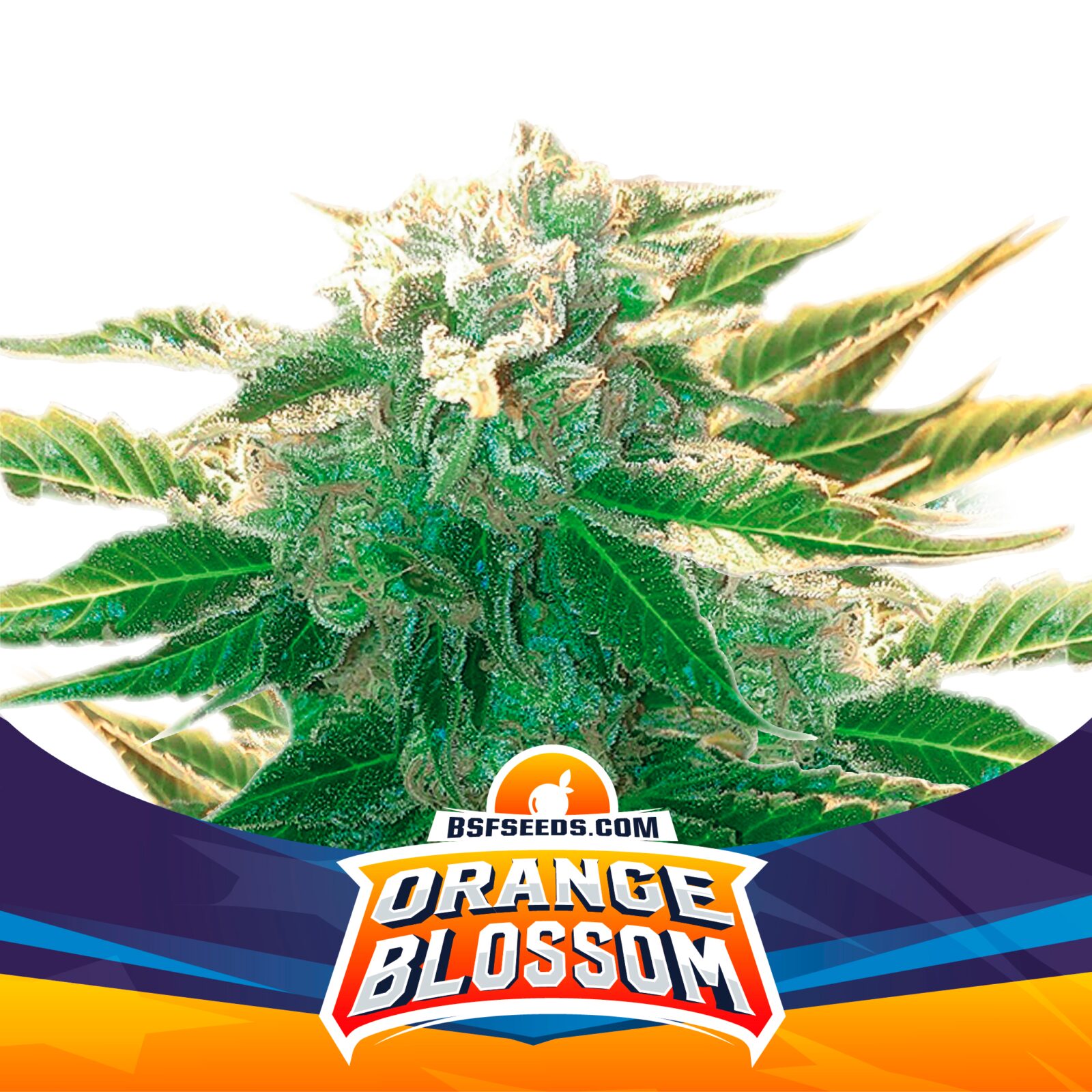 Orange Blossom XXL Auto — BSF Seeds