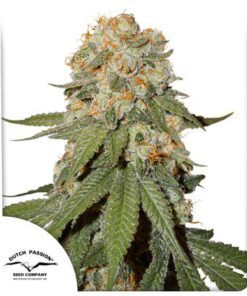 Orange Bud Fem — Dutch Passion