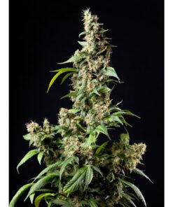 Orange Candy Fem — Philosopher Seeds