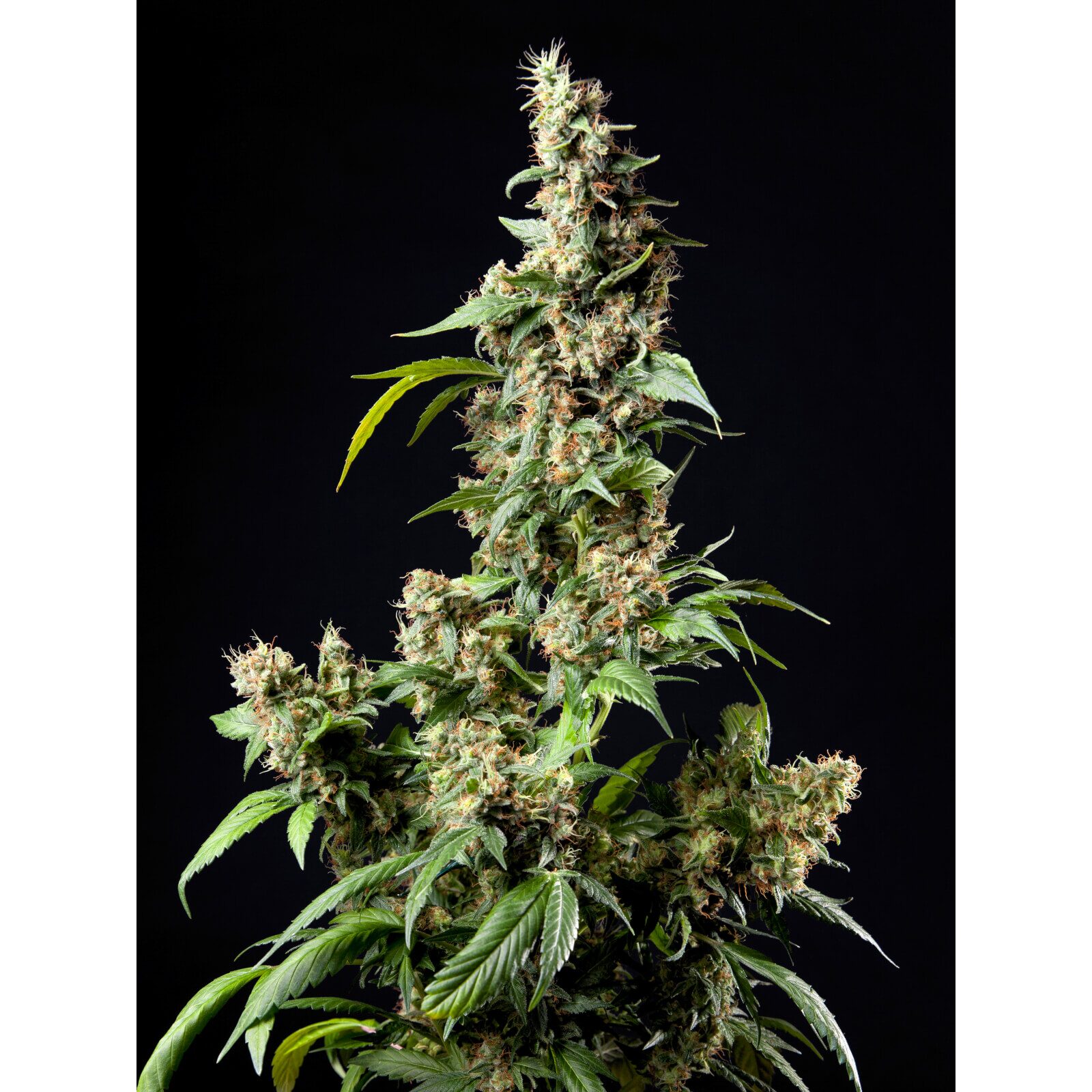 Orange Candy Fem — Philosopher Seeds