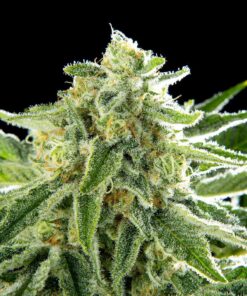 Orange Cookies MAC x Larry OG Fem — Tramuntana Seeds
