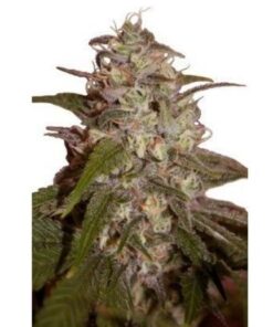 Orange Light 5Und Fem. — Seedmakers