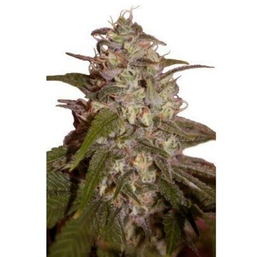 Orange Light 5Und Fem. — Seedmakers