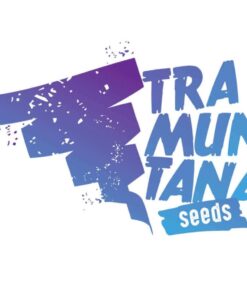 Orange Mac x Purple Punch Fem — Tramuntana Seeds