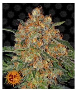 Orange Sherbert Fem — Barney's Farm