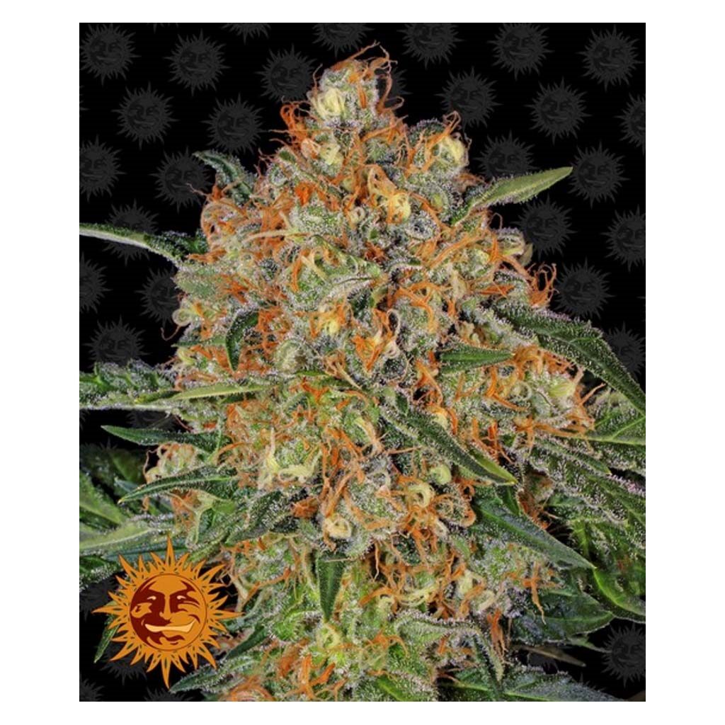 Orange Sherbert Fem — Barney's Farm