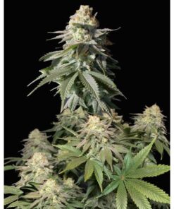 Orange Sherbet Fast Flowering Fem — FastBuds Seeds