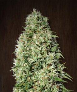Orient Express Fem — Ace Seeds