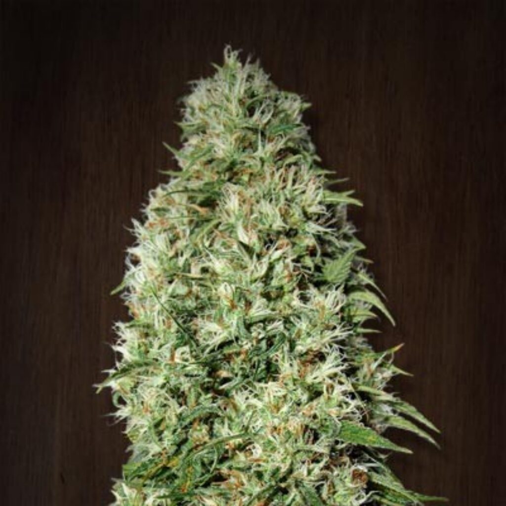 Orient Express Fem — Ace Seeds