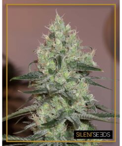 Original Amnesia Fem — Silent Seeds