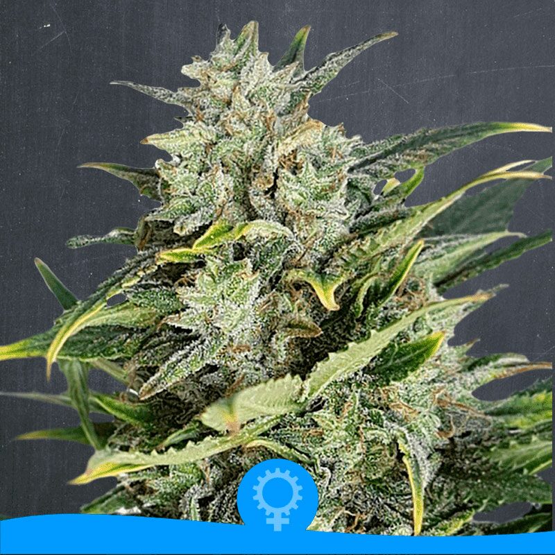 Original Cinderella Auto — La Semilla Automática