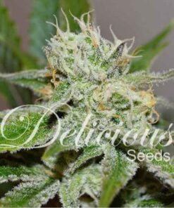 Original Juan Herer Fem — Delicious Seeds