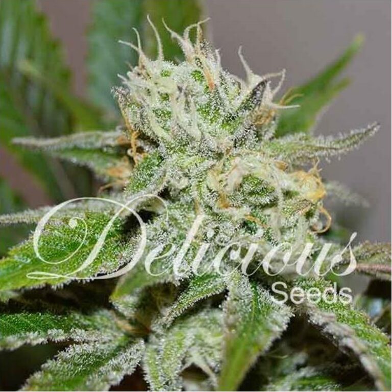 Original Juan Herer Fem — Delicious Seeds